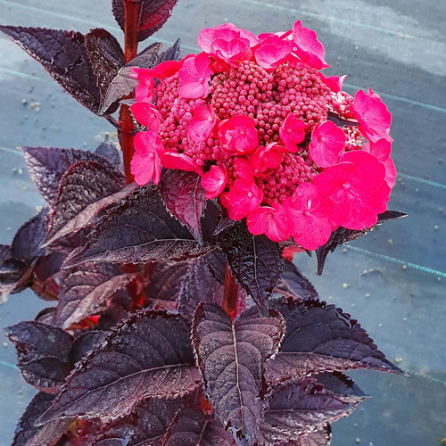 Hortensie daredevil jpd - 'daredevil', (´jpd