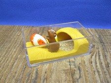 2  Meerschweinchen im