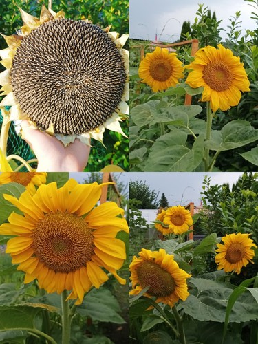 Snack sonnenblume samen - sonnenblume,
