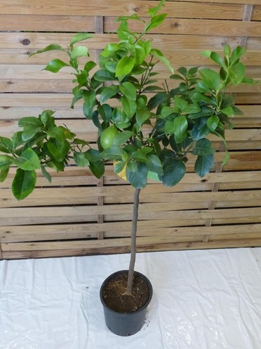Palmenlager citrus limon - [palmenlager],