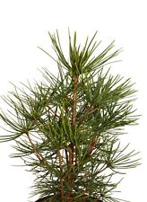 Japanische Schirmtanne Sciadopitys verticillata 40 - 50 cm