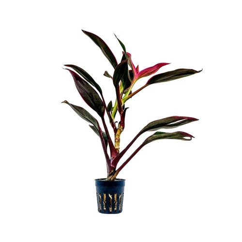 Terrarium pflanze cordyline - terrarium,