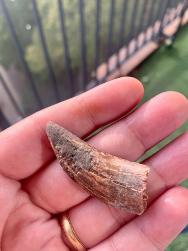 Carcharodontosaurus saharicus