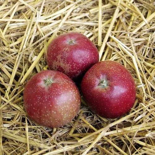 Apfelbaum roter eiserapfel - roter,