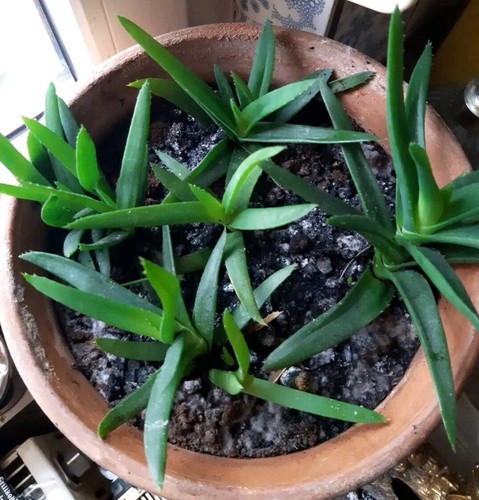 Aloe vera heilpflanze - vera,,
