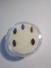 5 echte navete / marquise