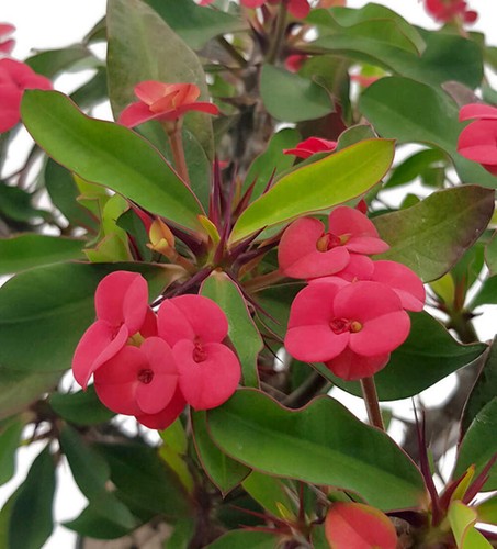 Euphorbia milii vulcanus red - 'vulcanus, red'