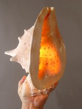 XL Tischlampe Nachttisch aus Helmschnecke Muschel Rar Selten H 34 cm maritim