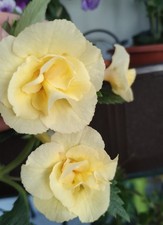 xAchimenantha GoldenBells, 2 Rhizome, Achimenes