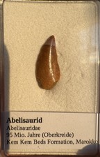 Raubsaurier Zahn (Abelisaurid)