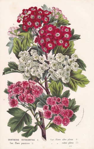Hawthorn mayflower blume - hawthorn,