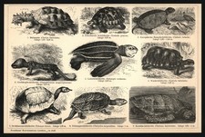 Druck 1896 - Schildkröten - Karettschildkröte Lederschildkröte Tortuga Turtles