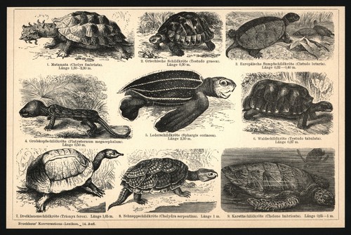 Druck 1896 schildkröten - -,