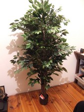 Künstlicher ficusbaum mit - künstlicher,