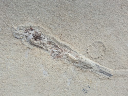 Coleoidea schulp - coleoidea,
