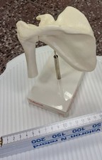 Anatomisches modell des - modell,