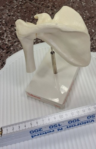 Anatomisches modell des - anatomisches,