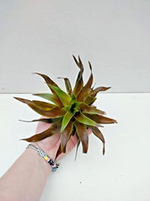 1 XXL Krebsschere Stratiotes aloides Schwimmpflanzen Teich Winterhar