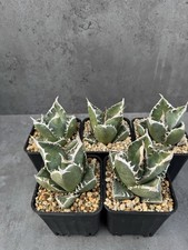 Agave titanota ‘SAD’ –