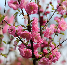 Mandelbäumchen `Rosenmund´, Prunus triloba, 40-60cm im 3L-Topf