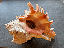 „Murex / Hexaplex duplex