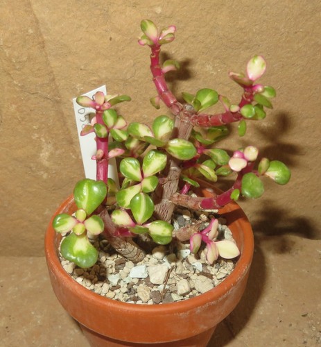 Portulacaria afra mediopicta - afra,