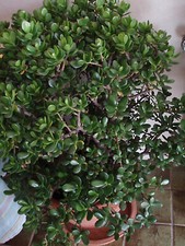 Ableger 25-30cm Crassula ovata Affenbrotbaum Glücksbaum Pfennigbaum Topfpflanze