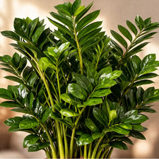 Zamioculcas Glücksfeder