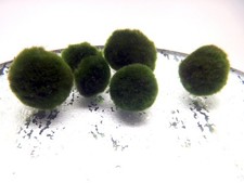 Moosball Cladophora aegagropila, 5 Stück, Aquarium-Dekopflanze Mooskugel, Moos