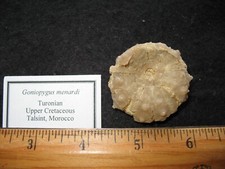 Kreide Echinoide Seeigel