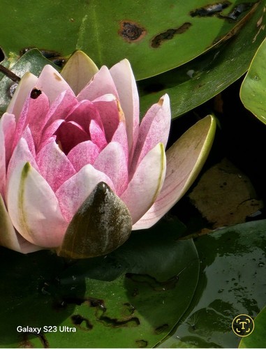 Seerosen winterhart nymphaea - seerosen,
