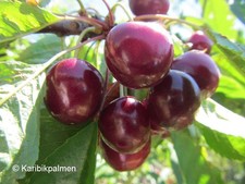 Zwergkirsche 'Valentine'