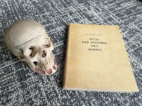 Anatomischer schädel - anatomischer,