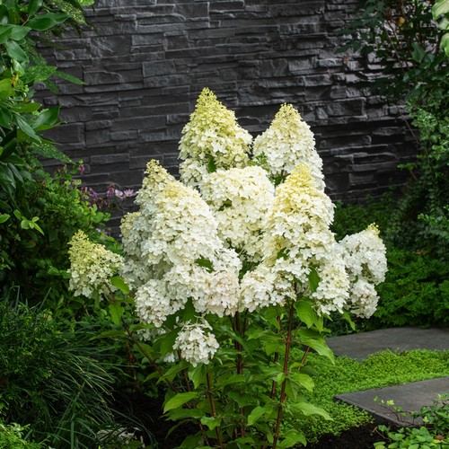 Hortensie hydrangea paniculata - hortensie,