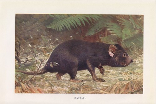 Beutelteufel sarcophilus - beutelteufel, (sarcophilus