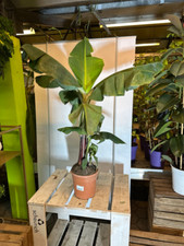 Musa Dwarf Cavendish 110-140cm