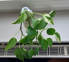 Pflanzenset für Anfänger: 4x