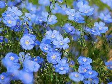 2000 Samen Ausdauernder Lein Staudenlein Linum perenne Stauden-Lein Blauer Lein