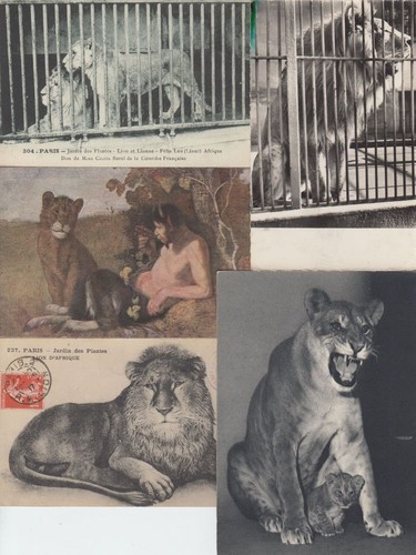 Löwen vintage tiere - 72,