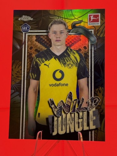 Daniel svensson wild jungle - daniel,