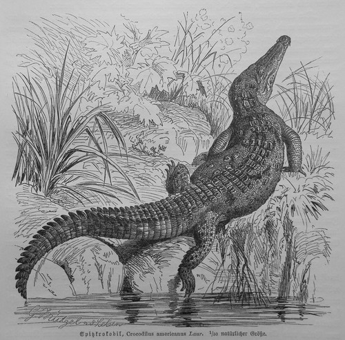 Spitzkrokodil crocodylus - spitzkrokodil,