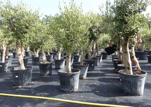 Olivenbaum olive angebot - olive, 'angebot'