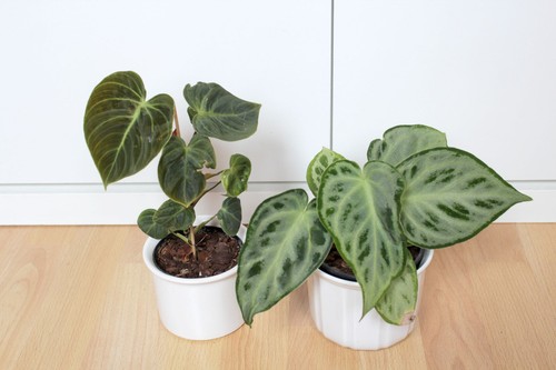 Philodendron choco red - el,