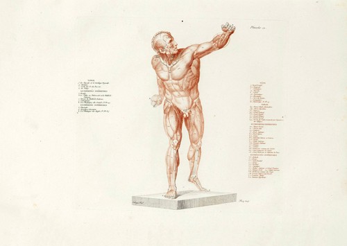 Anatomische studien wandkunst - anatomische,