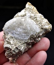 Muschel turitella - muschel, &
