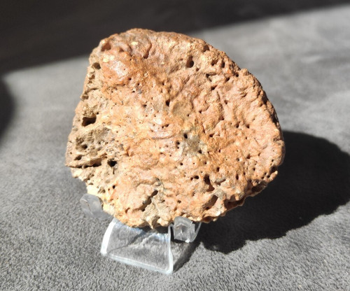 Fossiles ankylosaurus - fossiles,
