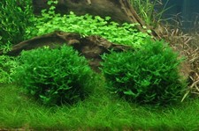 Monosolenium tenerum - InVitro Teichlebermoos Aquarium Moos Tropica 002C TC