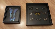 🦋 Gerahmte Schmetterlinge