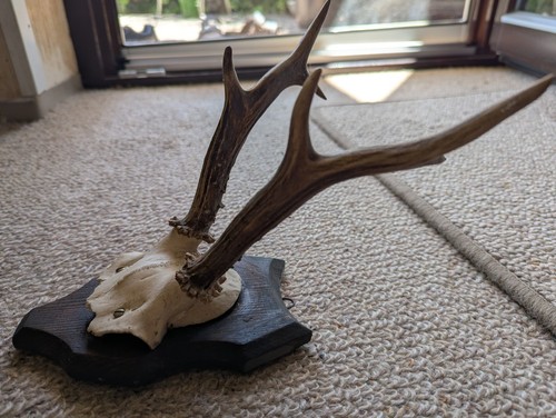 Reh geweih jagdtrophäe - geweih,