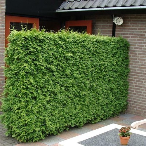 Lebensbaum brabant thuja - brabant,